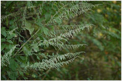 Artemisia nilagirica